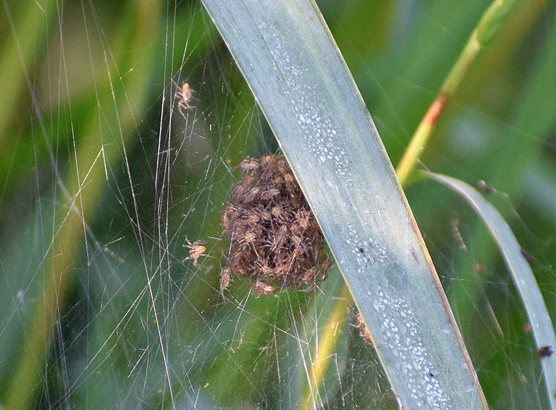 Pirata sp.? No, Dolomedes cfr. plantarius - Viadana (MN)